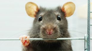Furfangos társ: patkány házikedvencnek