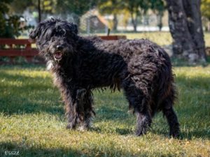 Kobold a lompos mackó