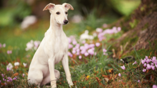 Szezonális allergia kutyáknál – tünetek és kezelésük