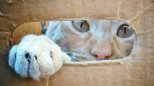 Miért szeretnek a cicák dobozba bújni?