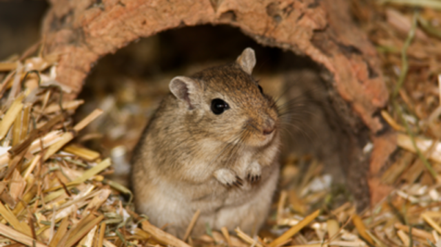 A leggyakoribb tévhitek az egerekről
