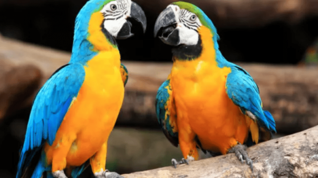 A három legjobban idomítható papagájfajta