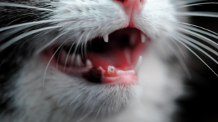 Hogyan ápoljuk cicánk fogait?