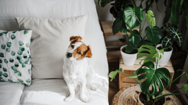 Kutyák és a szeparációs szorongás