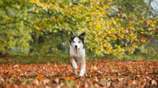 Mire figyeljünk a közös erdei kirándulások során kutyusunkkal?