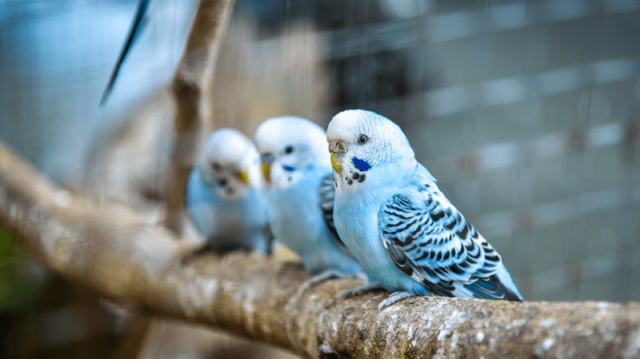 Álomotthon papagájoknak – mit tegyünk a kalitkába?