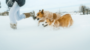 A legjobb téli programok kutyusodnak