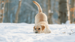 Hogyan óvd meg kutyusod mancsait a téli időszakban?