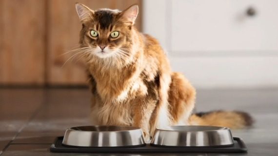 ÁllaTVilág Akadémia - Idős cicák táplálása