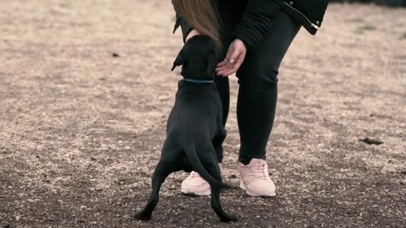 ÁllaTVilág Akadémia - Játék a kutyával