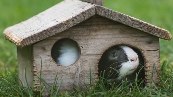 ÁllaTVilág Akadémia - Kis kedvencek a kertben - hogyan tartsuk őket?