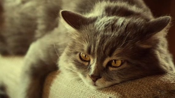 ÁllaTVilág Akadémia - Kutya, macska stressz - mit tehetünk kedvenceink boldogságáért?