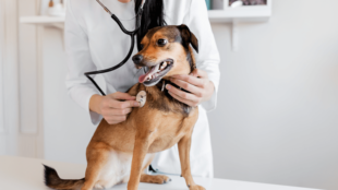 Hogyan készülj fel az első állatorvosi látogatásra kutyusoddal?