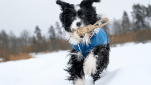 Hogyan tartsd fitten kutyusod a téli hónapokban?