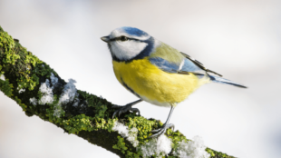 Hogyan etessük a vadon élő madarakat a téli időszakban?