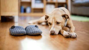 A kutyanevelés 5 alapszabálya