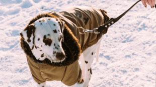 Kutyasétáltatás a téli hónapokban