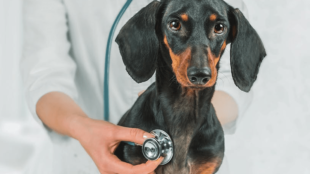 Hogyan ismerd fel kutyád emésztőrendszeri problémáinak jeleit?