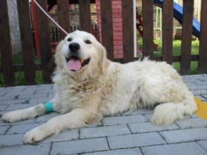 Kökény golden retriever jellegű gazdát keres