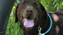 Sissy labrador retriever jellegű gazdát keres