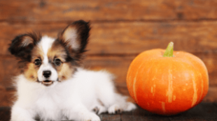 Halloweenre fel: sütőtökös finomságok kutyáknak!