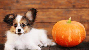 Halloweenre fel: sütőtökös finomságok kutyáknak!