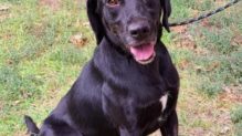 Lucky labrador retriever keverék gazdát keres