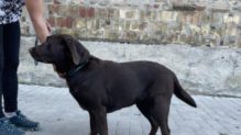 labrador retriever jellegű Dorka gazdát keres