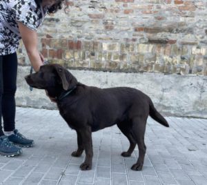 labrador retriever jellegű Dorka gazdát keres