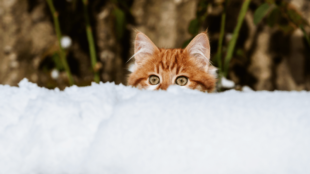 Így készítsd fel cicádat a télre