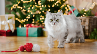 3+1 tipp a zökkenőmentes karácsonyhoz cicánkkal
