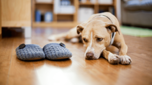 Kutyák és a szeparációs szorongás