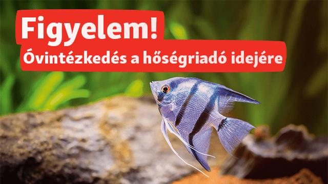 Figyelem! Változás a halak szállításában a hőségriadó alatt